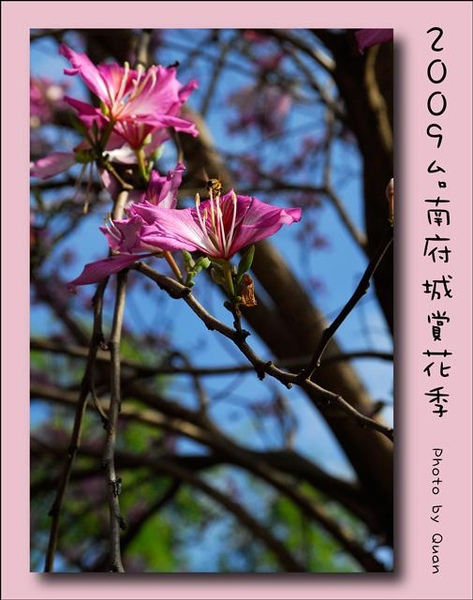2009台南府城賞花季0063.jpg 2009台南府城賞花季0063.jpg