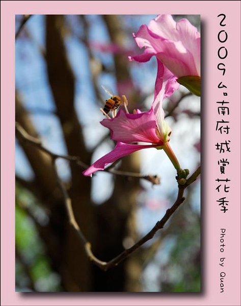 2009台南府城賞花季0064.jpg 2009台南府城賞花季0064.jpg