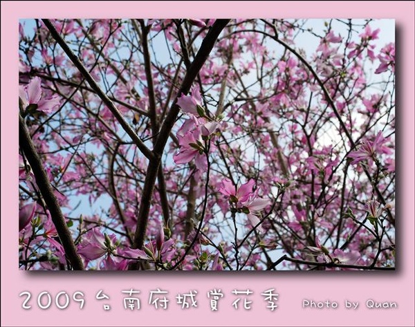2009台南府城賞花季0066.jpg 2009台南府城賞花季0066.jpg