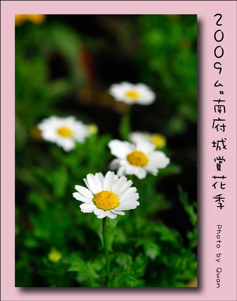 2009台南府城賞花季0072.jpg 2009台南府城賞花季0072.jpg
