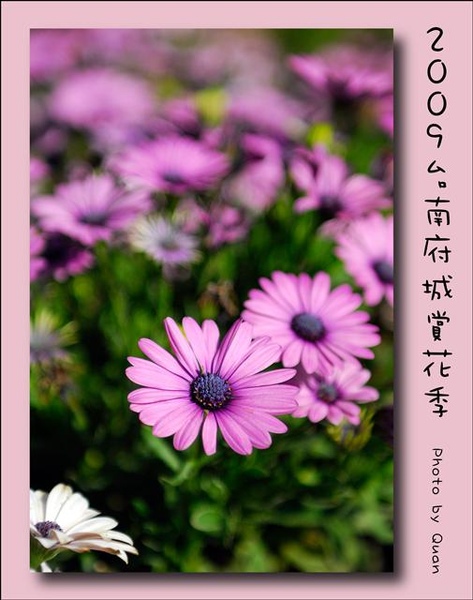 2009台南府城賞花季0077.jpg 2009台南府城賞花季0077.jpg