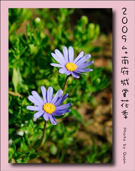 2009台南府城賞花季0081.jpg 2009台南府城賞花季0081.jpg