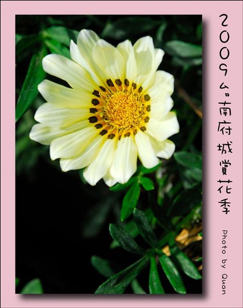 2009台南府城賞花季0087.jpg 2009台南府城賞花季0087.jpg