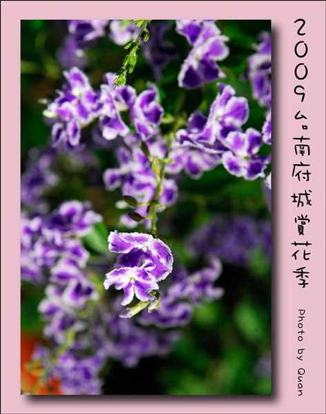 2009台南府城賞花季0091.jpg 2009台南府城賞花季0091.jpg
