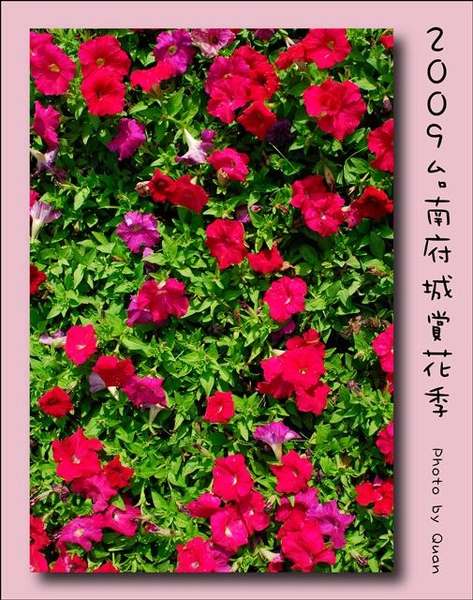 2009台南府城賞花季0097.jpg 2009台南府城賞花季0097.jpg