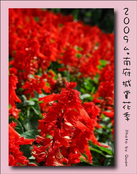 2009台南府城賞花季0099.jpg 2009台南府城賞花季0099.jpg