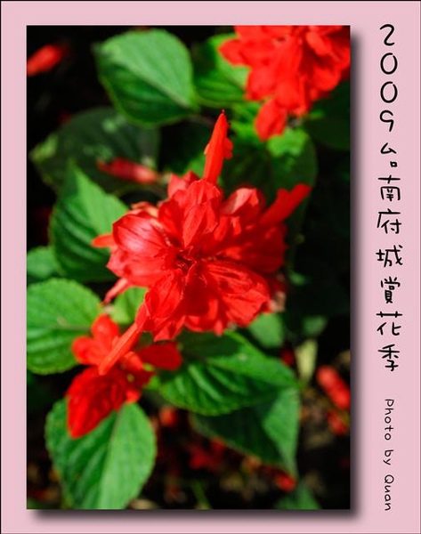 2009台南府城賞花季0100.jpg 2009台南府城賞花季0100.jpg