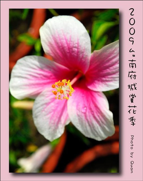 2009台南府城賞花季0103.jpg 2009台南府城賞花季0103.jpg