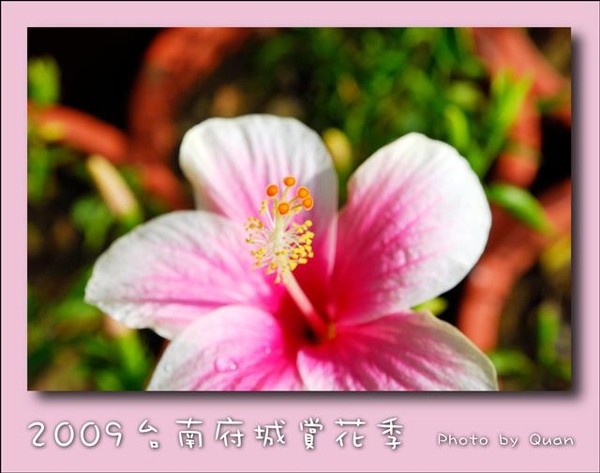 2009台南府城賞花季0104.jpg 2009台南府城賞花季0104.jpg