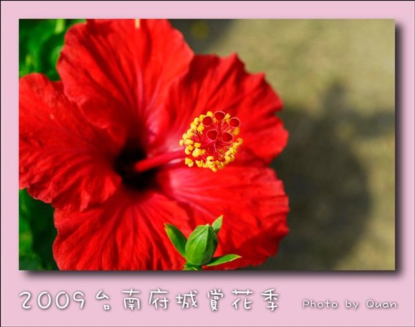 2009台南府城賞花季0107.jpg 2009台南府城賞花季0107.jpg
