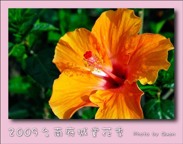 2009台南府城賞花季0108.jpg 2009台南府城賞花季0108.jpg