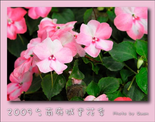 2009台南府城賞花季0112.jpg 2009台南府城賞花季0112.jpg