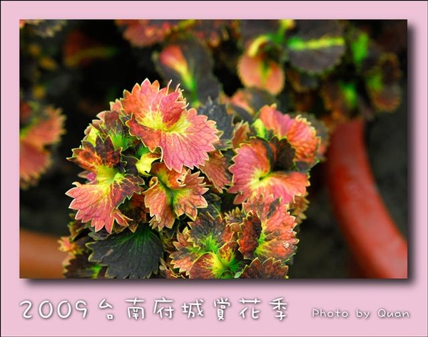 2009台南府城賞花季0113.jpg 2009台南府城賞花季0113.jpg
