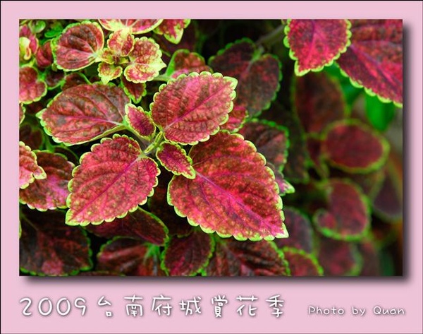 2009台南府城賞花季0114.jpg 2009台南府城賞花季0114.jpg