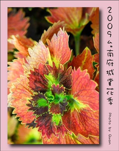 2009台南府城賞花季0115.jpg 2009台南府城賞花季0115.jpg