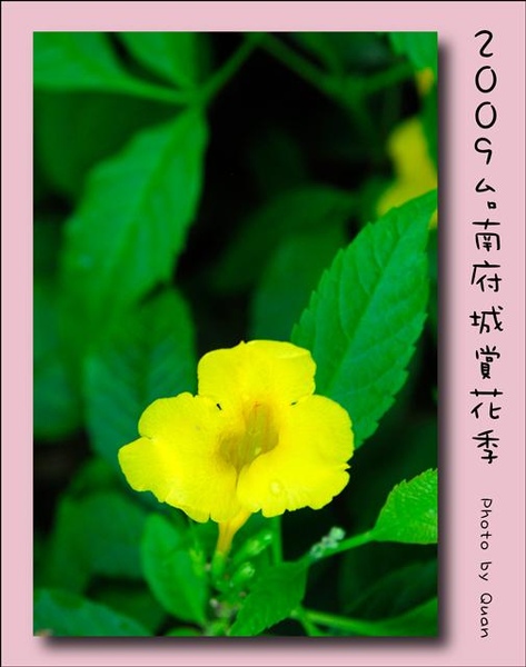 2009台南府城賞花季0117.jpg 2009台南府城賞花季0117.jpg