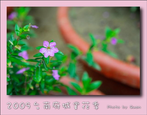 2009台南府城賞花季0118.jpg 2009台南府城賞花季0118.jpg