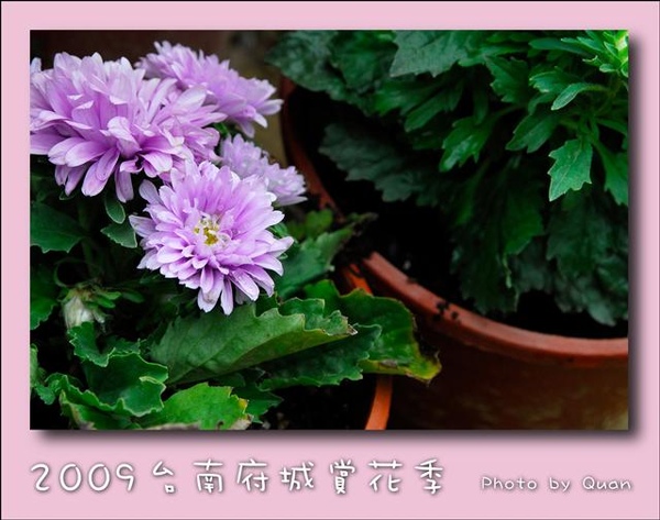 2009台南府城賞花季0120.jpg 2009台南府城賞花季0120.jpg