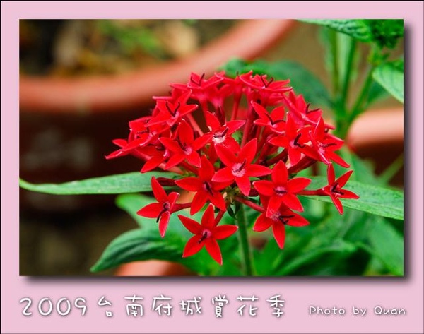 2009台南府城賞花季0122.jpg 2009台南府城賞花季0122.jpg