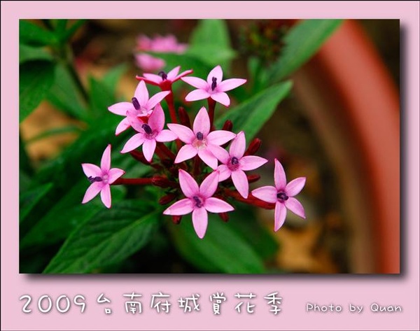 2009台南府城賞花季0123.jpg 2009台南府城賞花季0123.jpg
