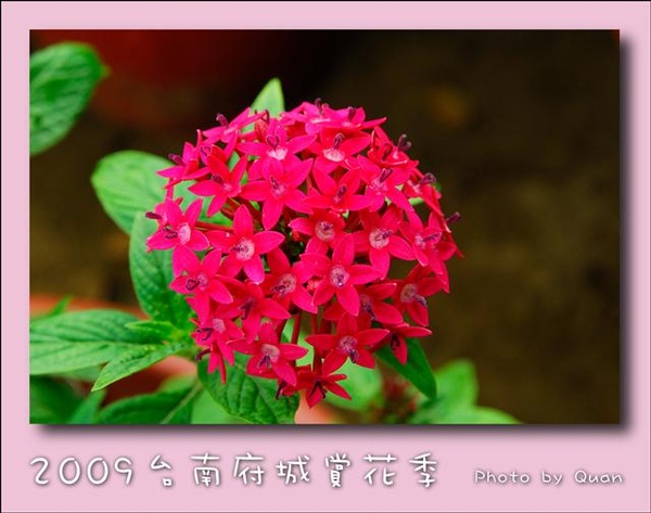 2009台南府城賞花季0124.jpg 2009台南府城賞花季0124.jpg