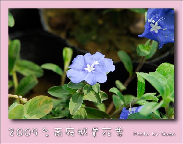 2009台南府城賞花季0125.jpg 2009台南府城賞花季0125.jpg
