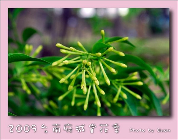 2009台南府城賞花季0126.jpg 2009台南府城賞花季0126.jpg