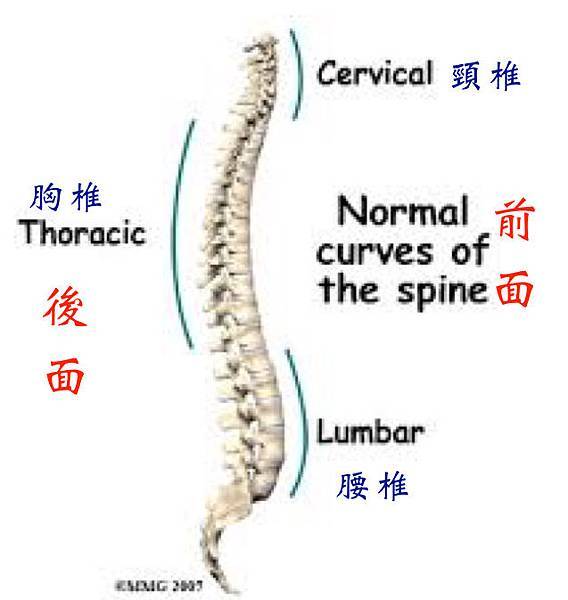 6. spine curve.jpeg