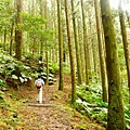 東滿步道穿越柳杉林