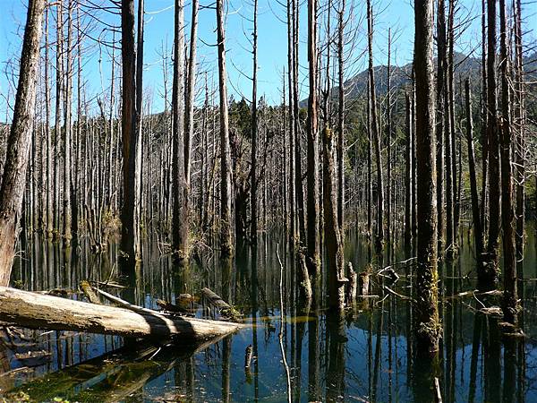 水漾森林（出水口附近、獵寮營地前）