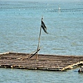 東石浮棚式養殖蚵架