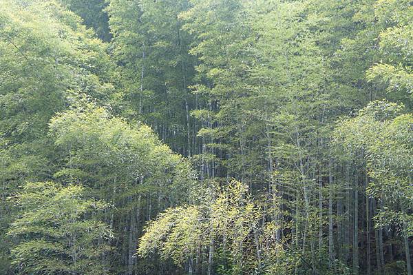 臥虎藏龍的柳樹景.JPG