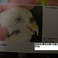 鳥病3.jpg