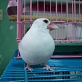 文鳥.JPG