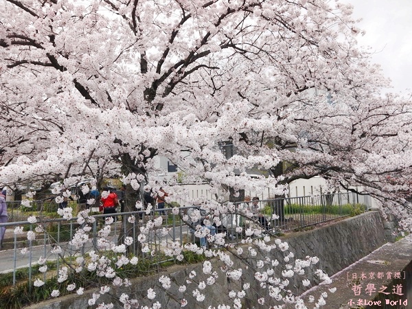 京都哲學之道P1220394_調整大小1.JPG