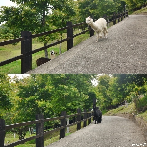 清境貝卡巧克力莊園page21