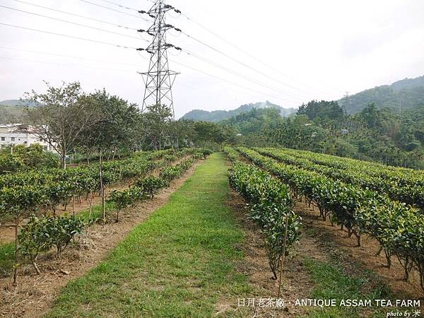 日月老茶廠．ANTIQUE ASSAM TEA FARMP1450416_調整大小1.JPG