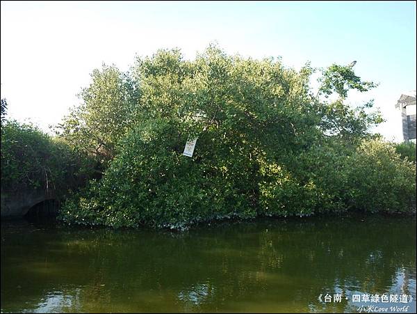 四草綠色隧道(台灣袖珍版亞馬遜河)P1530034_調整大小1.JPG