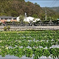 苗栗大湖樂透草莓園P1640767_調整大小1.JPG