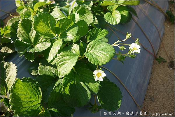 苗栗大湖樂透草莓園P1640768_調整大小1.JPG