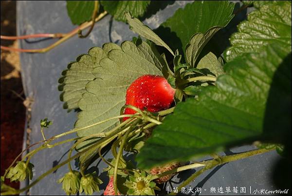 苗栗大湖樂透草莓園P1640785_調整大小1.JPG