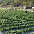 苗栗大湖樂透草莓園P1640787_調整大小1.JPG