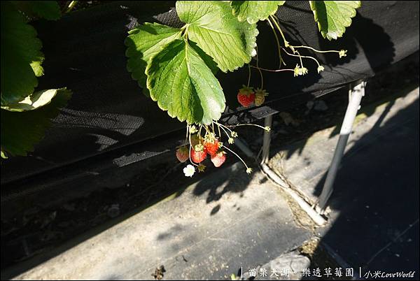 苗栗大湖樂透草莓園P1640794_調整大小1.JPG