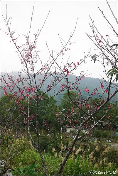 花蓮樹湖櫻花P1660622_調整大小1.JPG