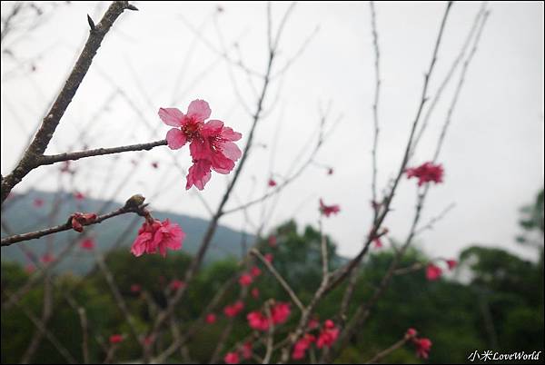 花蓮樹湖櫻花P1660627_調整大小1.JPG