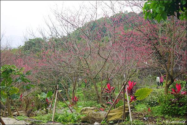 花蓮樹湖櫻花P1660648_調整大小1.JPG