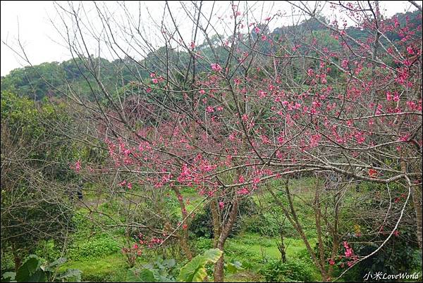 花蓮樹湖櫻花P1660655_調整大小1.JPG