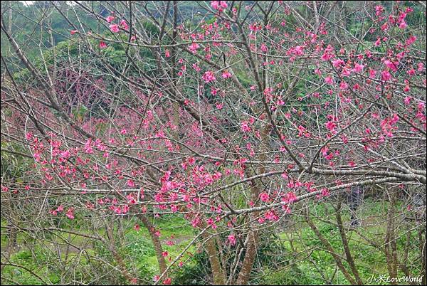 花蓮樹湖櫻花P1660657_調整大小1.JPG