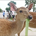 墾丁鹿境梅花鹿生態園區P1670919_調整大小1.JPG