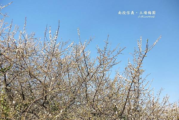 遊記 南投信義 土場梅園警察杯杯推薦的在地人賞梅祕境 小米love World 痞客邦